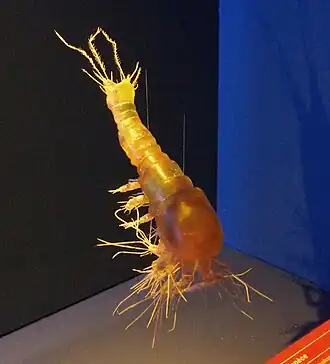 Gelyella monardi (модель)