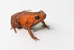 Andinobates geminisae