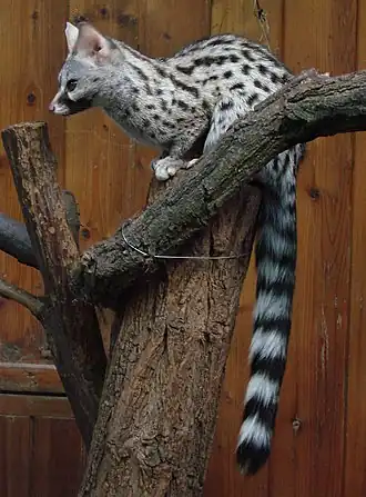 Genetta felina во Вроцлавском зоопарке[англ.]