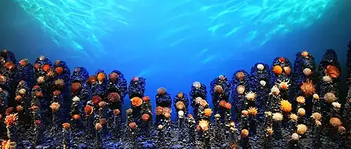 Моллюски спондилюсы.