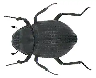 Georissus crenulatus