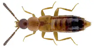 Geostiba circellaris