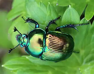 Зелёная форма окраски Phelotrupes (Chromogeotrupes) auratus f.&nbsp;viridiaurea&nbsp;(Nakane, 1952)