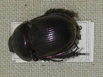 Geotrupes koltzei