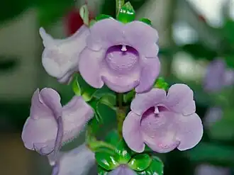 Gloxinia perennis