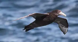 Молодой Macronectes giganteus в полёте над Южной Атлантикой