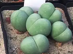 Gibbaeum heathii