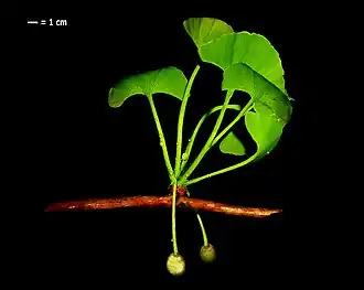 Реконструкция внешнего облика побега дерева