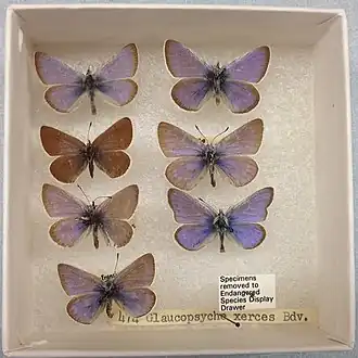 Энтомологическая коллекция бабочек Glaucopsyche xerces