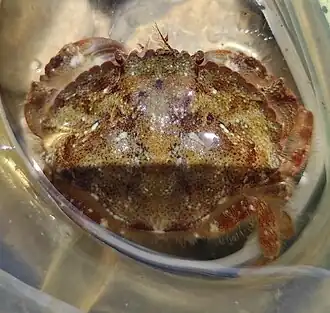 Glebocarcinus amphioetus