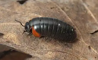 Цветовой вариант (оранжевая морфа)