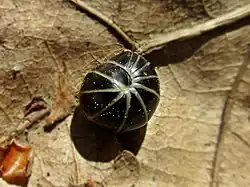 Многоножка клубовидка каемчатая