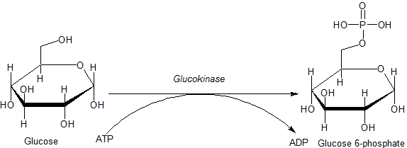 Действие глюкокиназы на глюкозу
