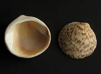 Glycymeris glycymeris