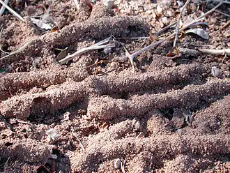 Сухие ветки, покрытые почвой в результате деятельности термитов Gnathamitermis perplexus, в пустыне Соноран, Аризона, США