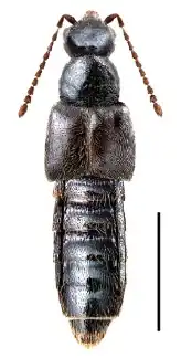 Gnypeta atrolucens
