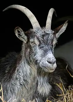 сабле-видные