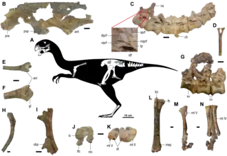 Образец голотипа и реконструкция скелета