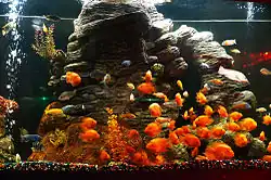 Аквариум с золотыми рыбками