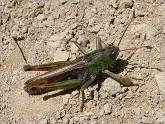 Сибирская кобылка