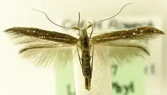 Goniodoma limoniella