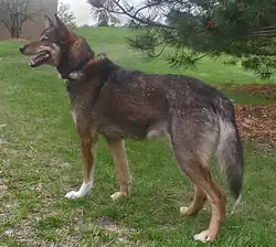 Аляскинский хаски