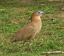 Тигровая выпь на острове Тайвань