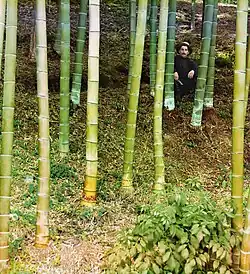 Сидящий мужчина в бамбуковом лесу. Чаква