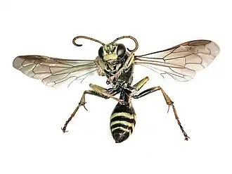Gorytes laticinctus