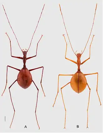 Graciliella apfelbecki и G. metohijensis