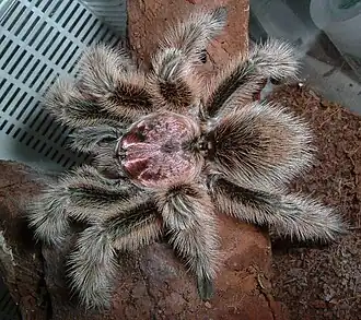 Самец Grammostola porteri