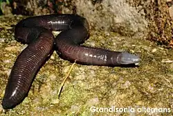 Grandisonia alternans