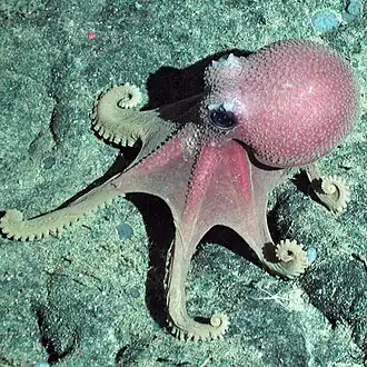 Graneledone boreopacifica