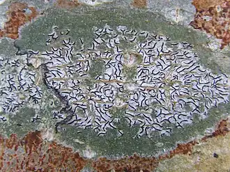 Графис письменный (Graphis scripta)