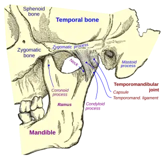 Височно-нижнечелюстной сустав. Латеральная поверхность.