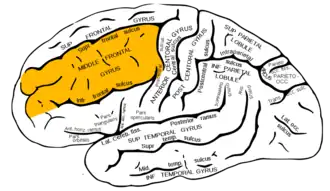 Средняя лобная извилина головного мозга человека