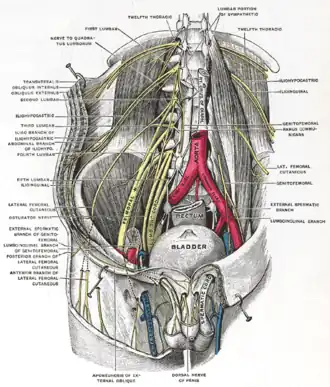 Нервы поясничного сплетения. Бедренный нерв обозначен как Femoral N.