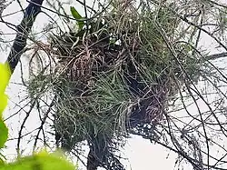 Гнездо Centropus sinensis