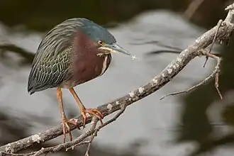 Американская зелёная кваква