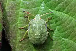 Нимфа на 5-й стадии развития