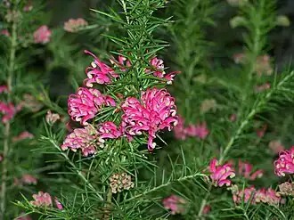 Соцветие гревиллеи розмаринолистной