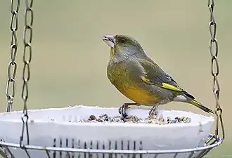 Обыкновенная зеленушка (Carduelis chloris)