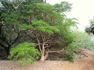 Гваякум священный. Общий вид растения