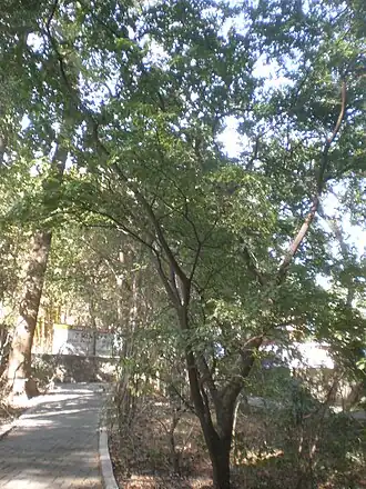 Гваякум священный