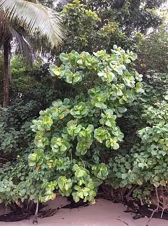 Геттарда великолепная (Guettarda speciosa)
