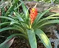 Guzmania osyana
