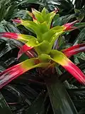 Guzmania squarrosa