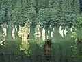 Озеро Лаку-Рошу. Из воды выглядывают стволы старых елей.