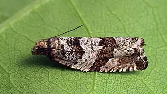 Gypsonoma nitidulana