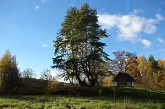 Священная сосна Хярмя Калмепетяй и часовня